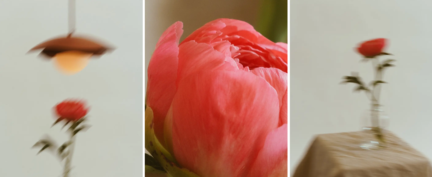 Pivoine Collection 13.png