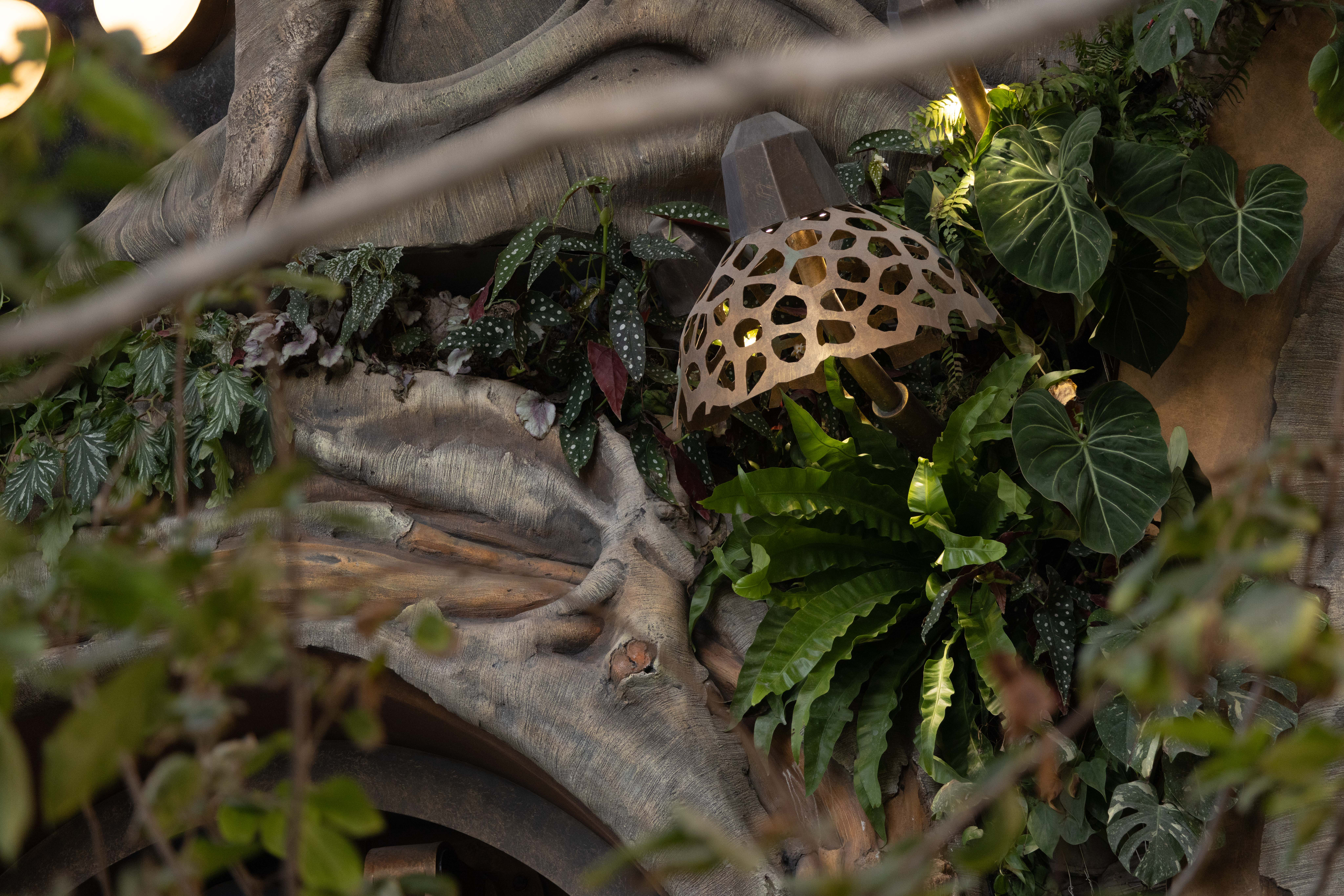 40 竹荪补光灯  摄影©丘文三映