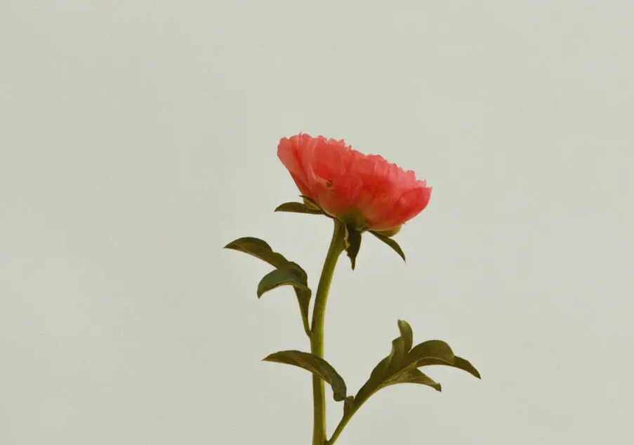 Pivoine Collection 9.png
